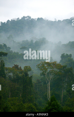 Panamalandschaft mit nebeligem Regenwald in der Nähe der Cana Feldstation im Darien-Nationalpark, Darien GAP, Provinz Darien, Republik Panama. Stockfoto