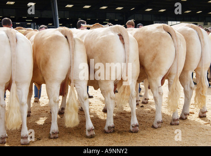 Vieh Fayre in Parthenay, Frankreich Stockfoto