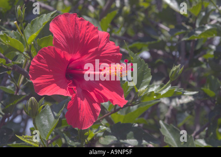 Hibiskusblüte Stockfoto