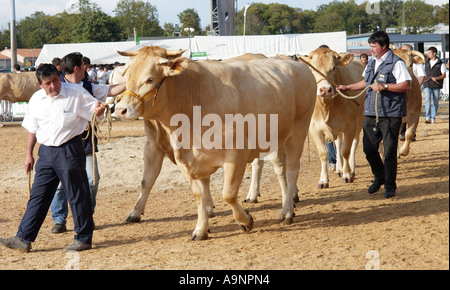 Vieh Fayre in Parthenay, Frankreich Stockfoto