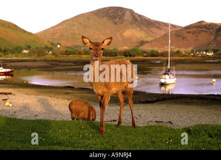 Rote Rotwild herumlaufen Rand ein Loch bei Sonnenuntergang in Schottland Stockfoto