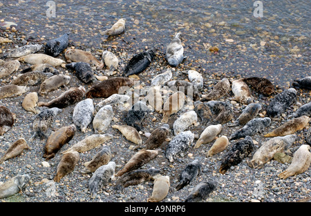 Kolonie von Atlantic grau Dichtungen Halichoerus Grypus an Land am Kiesstrand auf der Insel Skomer vor Pembrokeshire West Wales UK Stockfoto