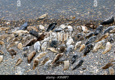 Kolonie von Atlantic grau Dichtungen Halichoerus Grypus an Land am Kiesstrand auf der Insel Skomer vor Pembrokeshire West Wales UK Stockfoto