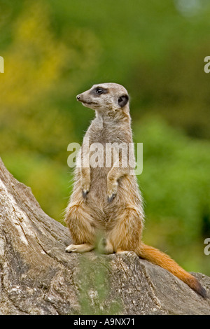 Ein Erdmännchen (Suricata Suricatta) steht Wache auf einem Ast Stockfoto