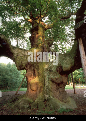 Die große Eiche (Quercus Robur) im Sherwood Forest ist eines der Latrgest Jungfrau Eichen in der britischen versammeln UK Stockfoto