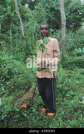 Mann im tropischen Regenwald mit Baum Sämling reafforesting Wald im Kongo Stockfoto