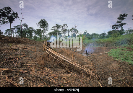 Regenwald Land gerodet für kleine Landwirtschaft in der Republik Kongo Stockfoto