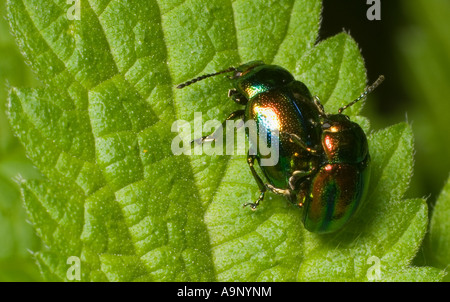 Regenbogen Getreidehähnchen (Chrysolina Cerealis) paar Paarung auf Nesselblatt. W Ungarn, September. Stockfoto