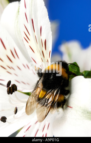 Hummel auf eine weiße Blume Makro Natur Bestäubung bestäubenden Insekten Stockfoto