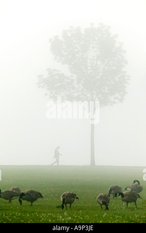 Gänse im Nebel am Veterans Park Milwaukee Wisconsin USA Stockfoto