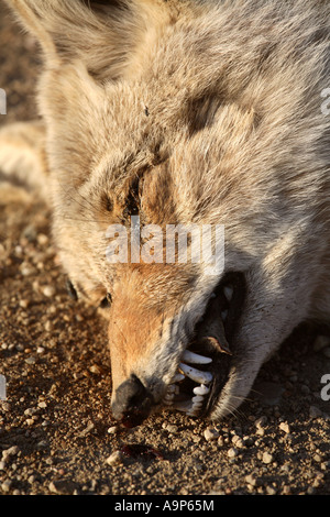 Toten Kojoten auf Landstraße in Saskatchewan Stockfoto