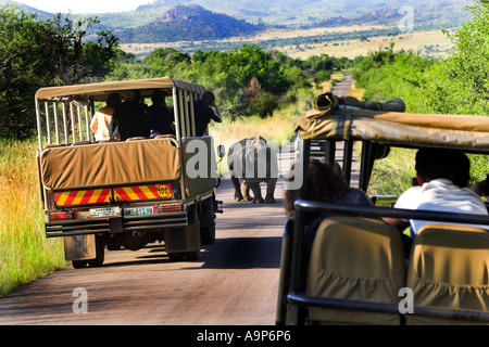 South African Safari RHINO genommen in Pilanesburg Natinal Park Nr Johannesburg Südafrika Stockfoto