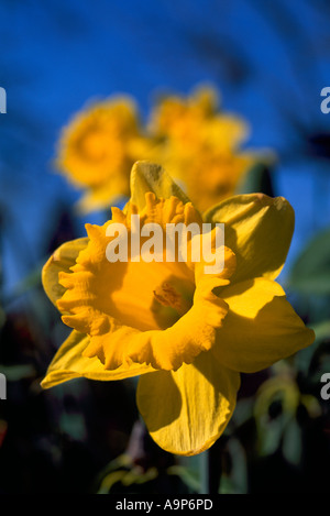 Narzissen blühen im Frühjahr Vancouver British Columbia Kanada Stockfoto