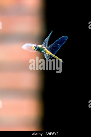 Libelle im Flug in Indien Ziegel Hintergrund Stockfoto