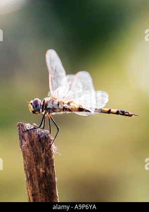 Tramea Basilaris. Red Marsh Trotter Libelle sitzt auf einem Holzstumpf in der indischen Landschaft. Indien Stockfoto