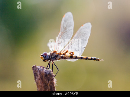 Tramea Basilaris. Red Marsh Trotter Libelle sitzt auf einem Holzstumpf in der indischen Landschaft. Indien Stockfoto