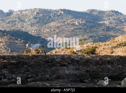 Indische Zebu-Kühe zu Fuß auf einer Staumauer in der ländlichen Gegend vor den Toren der Stadt Puttaparthi. Andhra Pradesh, Indien Stockfoto