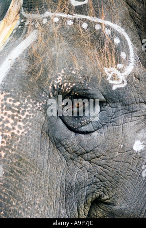 Sai Gita, Sathya Sai Baba Elefant, Puttaparthi, Andhra Pradesh, Indien Stockfoto