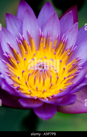 Nymphaea, tropische Seerose in einem Teich in Indien. Stockfoto