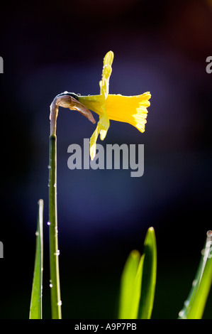 Einzelne Narzisse im Morgenlicht Stockfoto