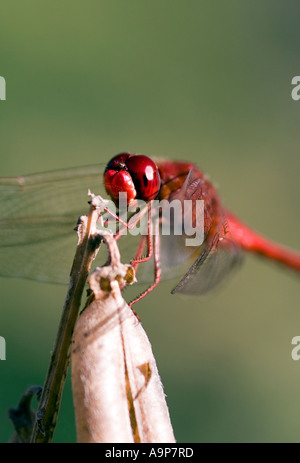 Ruddy Marsh Abstreicheisen Libelle in Indien Stockfoto