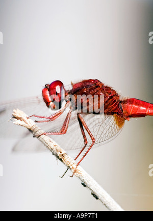 Ruddy Marsh Abstreicheisen Libelle in Indien Stockfoto