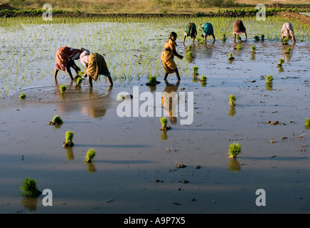 Indische Frauen ein Reisfeld in der indischen Landschaft Pflanzen. Andhra Pradesh, Indien Stockfoto