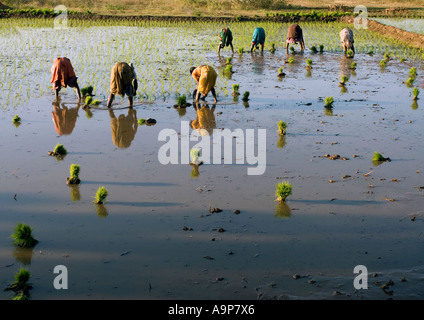 Indische Frauen ein Reisfeld in der indischen Landschaft Pflanzen. Andhra Pradesh, Indien Stockfoto