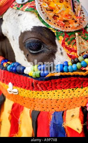 Indische heilige Kuh gekleidet in bunten hindu Kostüm verehrt und angebetet. Andhra Pradesh, Indien Stockfoto