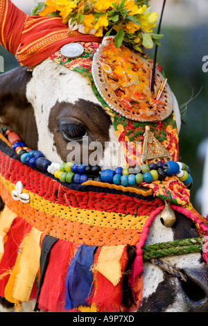 Indische heilige Kuh gekleidet in bunten hindu Kostüm verehrt und angebetet. Andhra Pradesh, Indien Stockfoto