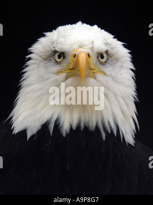 Weißkopf-Seeadler auf der Suche direkt in die Kamera vor einem dunklen Hintergrund Stockfoto