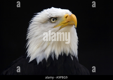 Weißkopfseeadler vor dunklem Hintergrund Stockfoto