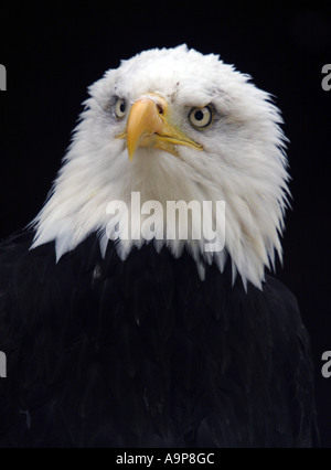 Weißkopf-Seeadler-Porträt vor einem dunklen Hintergrund Stockfoto