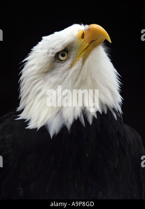 Weißkopf-Seeadler-Porträt vor dunklem Hintergrund suchen Stockfoto