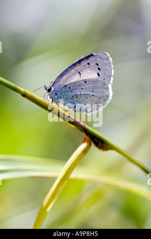 Kleine gemeinsame blaue Schmetterling ruht auf Stamm in der englischen Landschaft Stockfoto