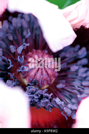 Mohn Blüte öffnen zeigt Mitte an einem sonnigen Morgen Englisch Stockfoto