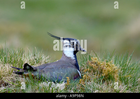 Nahaufnahme von ein Kiebitz in der Zucht Gefieder auf Nest sitzen Stockfoto