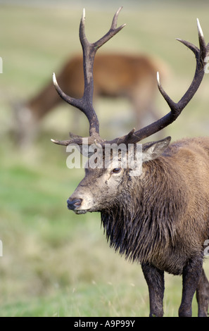 Rothirsch Hirsch Cervus Elaphus Cairngorms National Park Highlands Schottland Stockfoto