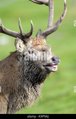 Rotwild-Hirsch mit Verletzungen Cervus Elaphus Cairngorms Nationalpark Schottland Stockfoto