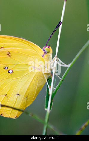 Catopsilia Pomona. Gemeinsamen Auswanderer Schmetterling Stockfoto