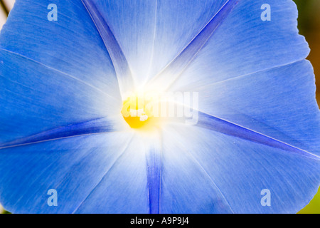 Ipomoea Tricolor 'heavenly Blue' Blüte nah, Makro Stockfoto