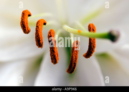 Hervorstehende Staubblatt in eine weiße Lilie Blume Stockfoto