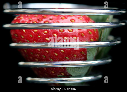 Erdbeeren in einem Edelstahl-Draht-Cup vor schwarzem Hintergrund Stockfoto