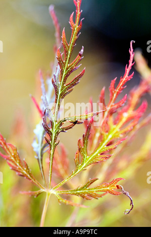 Acer-Blatt Stockfoto