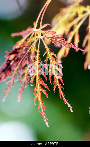 Acer-Blatt Stockfoto