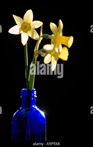 Narzissen in einer blauen Flasche vor schwarzem Hintergrund Stockfoto