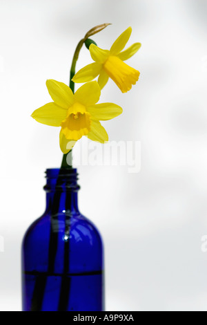 Narzissen in einer blauen Flasche fleckige weißem Hintergrund Stockfoto