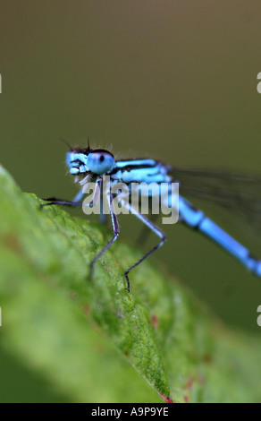 Enallagma Cyathigerum. Gemeinsamen blue Damselfly auf Blatt Stockfoto