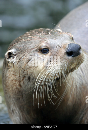 Lontra Canadensis. Captive nordamerikanischen Fischotter. UK Stockfoto