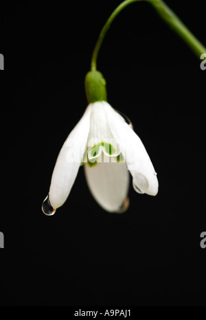 Galanthus. Einzelne Schneeglöckchen auf schwarzem Hintergrund Stockfoto